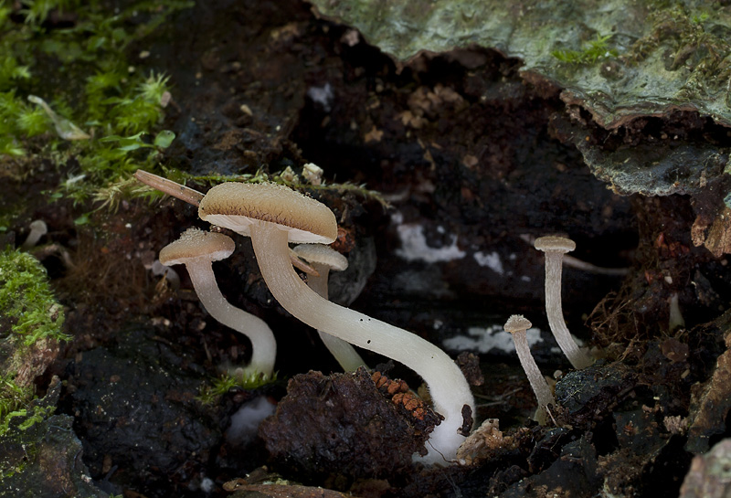 Trichocybe puberula